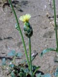 Amberboa turanica