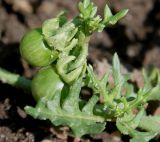 Solanum triflorum