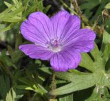 Geranium sanguineum