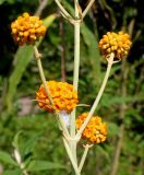 Buddleja globosa. Соцветия. Германия, г. Дюссельдорф, Ботанический сад университета. 04.05.2014.