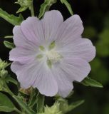 genus Lavatera