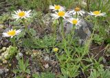 Aster alpinus