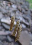 Bromus briziformis