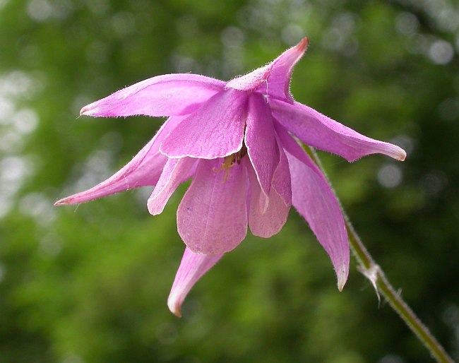 Изображение особи Aquilegia ecalcarata.