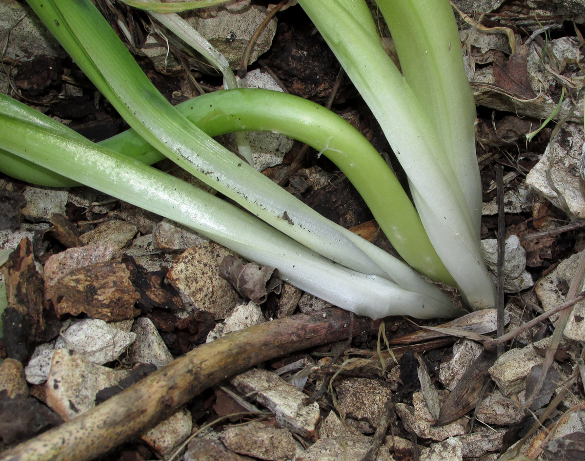 Изображение особи Nectaroscordum bulgaricum.