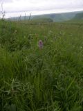 Vicia tenuifolia