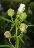 Hibiscus trionum. Верхушка цветущего и плодоносящего растения (чашечка, окружающая незрелый плод, частично удалена). Восточно-Казахстанская обл., Глубоковский р-н, окр. с. Кожохово, в культуре. 07.08.2012.