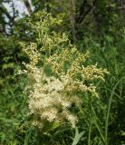 Filipendula ulmaria