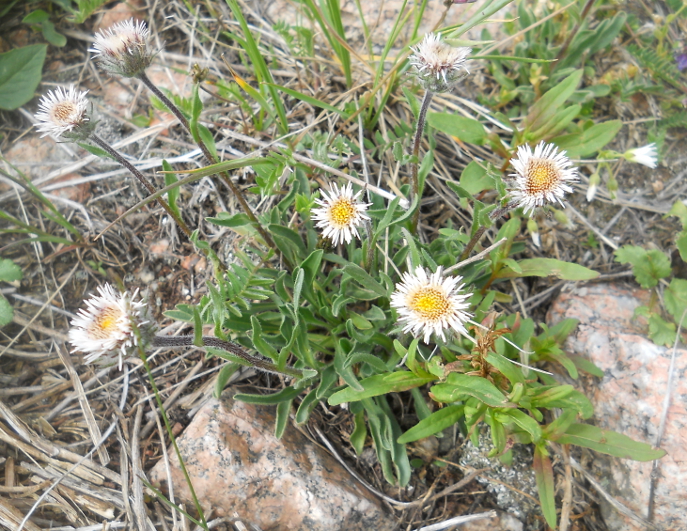 Изображение особи Erigeron lachnocephalus.