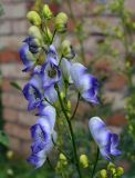 Aconitum × stoerkianum