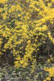 Forsythia suspensa. Веточки с цветками и распускающейся листвой. Абхазия, г. Сухум, ул. Дзидзария, в культуре. 6 марта 2016 г.