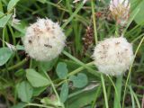 Trifolium fragiferum