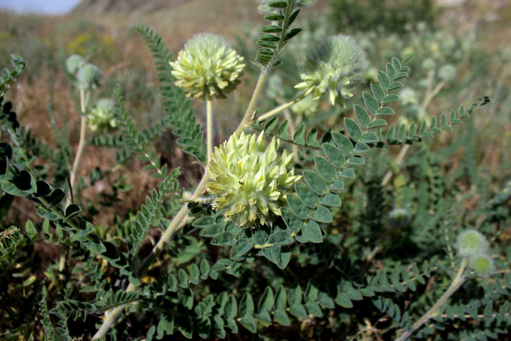 Изображение особи Astragalus globiceps.