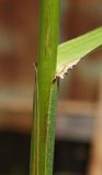 genus Festuca