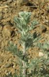Artemisia marschalliana. Верхушка побега. Крым, окр. г. Судак, п-ов Меганом, откос дороги. 27 мая 2016 г.
