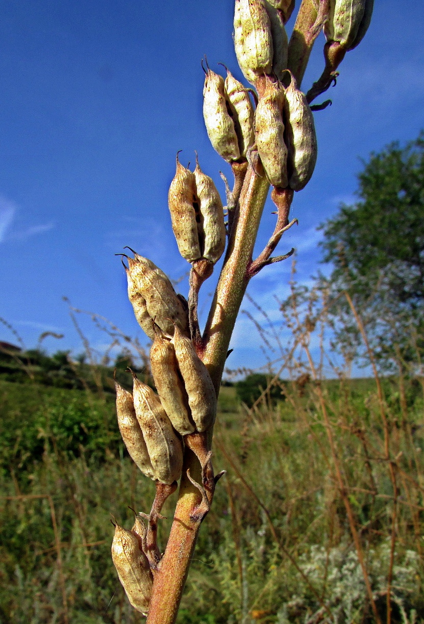 Изображение особи Delphinium puniceum.