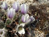 Pulsatilla magadanensis