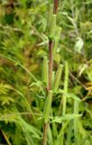 Oenothera depressa. Часть стебля с плодами. Амурская обл., Бурейский р-н, правый берег р. Бурея, окр. с. Малиновка. 17.07.2016.