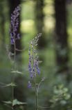 Aconitum septentrionale. Соцветие. Кировская обл., г. Кирово-Чепецк, лесопарк. 13.06.2016.