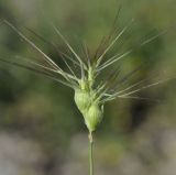 Aegilops geniculata