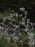 Gypsophila paniculata. Цветущее растение. Ростовская обл., Усть-Донецкий р-н, Нижне-Кундрюченский заказник, сосняк на песчаной террасе. 25.06.2017.