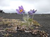 Pulsatilla multifida