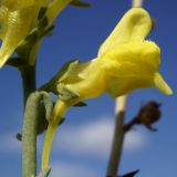 Linaria sabulosa