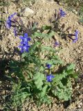 Anchusa stylosa