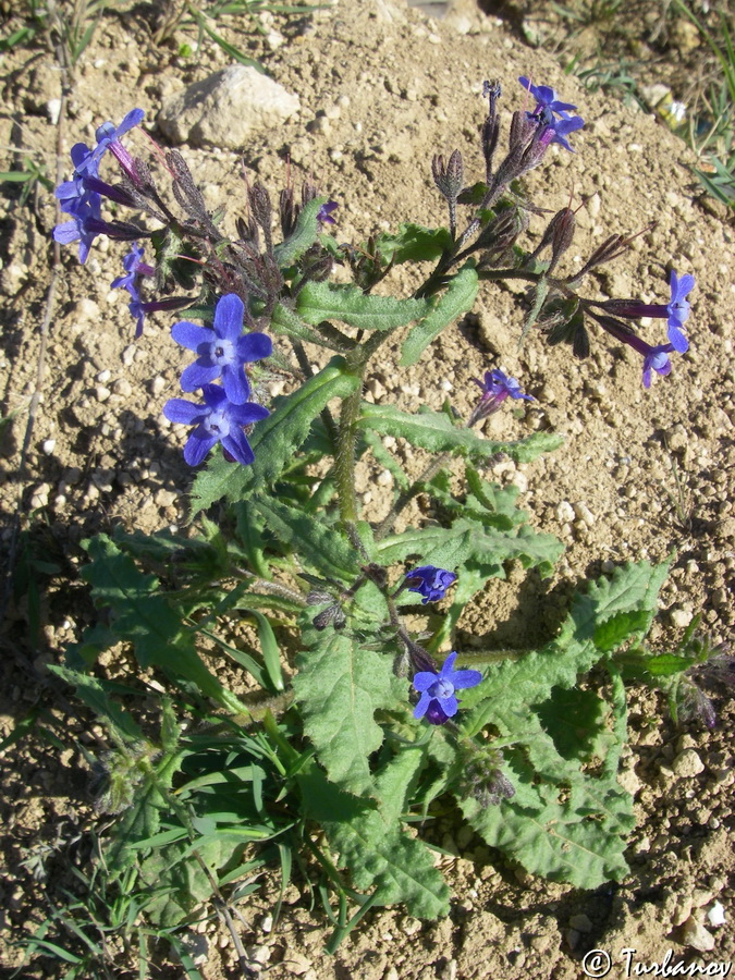 Изображение особи Anchusa stylosa.