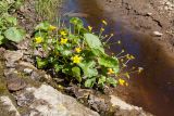 Caltha palustris. Цветущее растение. Ленинградская обл., Кировский р-н, дер. Васильково; долина р. Лава, выход известняка на берегу. 04.06.2017.