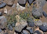 Crepis flexuosa. Цветущее растение. Монголия, аймак Увс, долина р. Бохморон-Гол, ≈ 1500 м н.у.м., песчано-галечный берег реки. 12.06.2017.