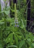 Lupinus polyphyllus