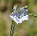 Linum tenuifolium