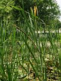 Typha latifolia. Верхушки побегов с незрелыми соплодиями. Восточный Казахстан, г. Усть-Каменогорск, Архитектурно-ландшафтный музей-заповедник, искусственный водоём. 06.06.2017.