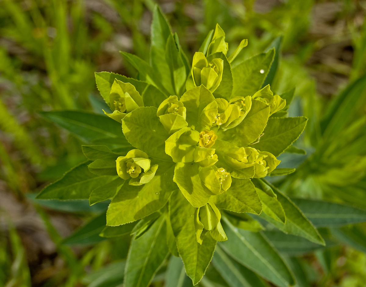 Изображение особи Euphorbia semivillosa.