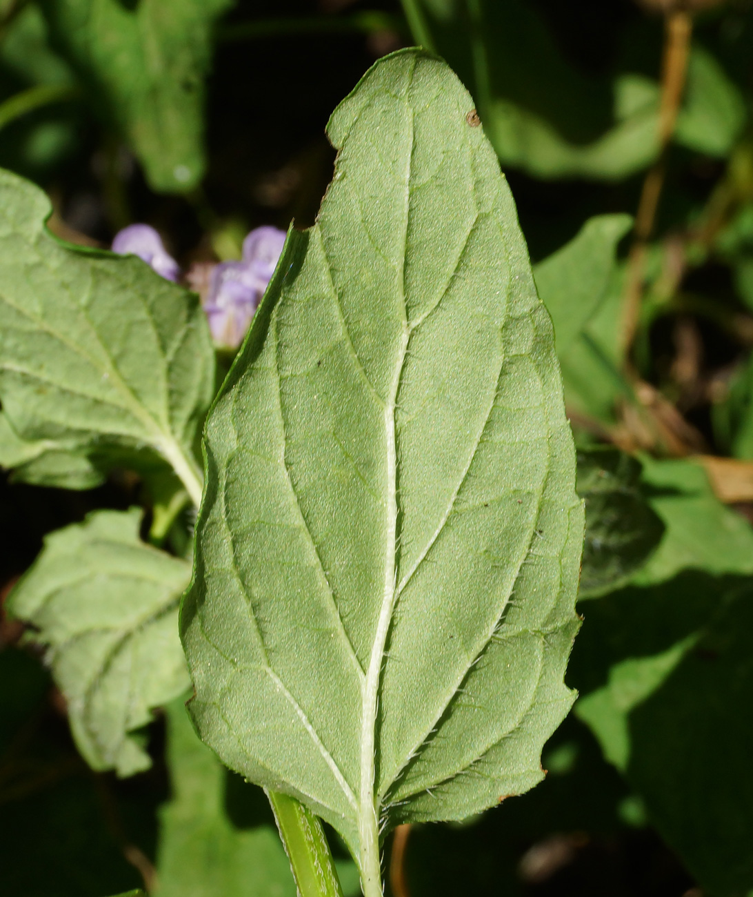 Изображение особи Prunella vulgaris.