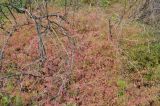 Geranium divaricatum