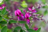 Lespedeza thunbergii