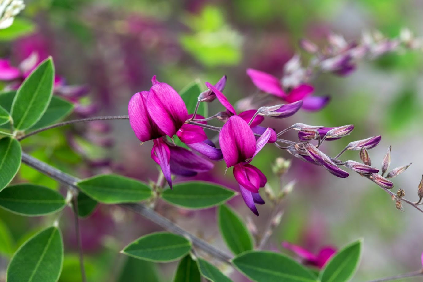 Изображение особи Lespedeza thunbergii.