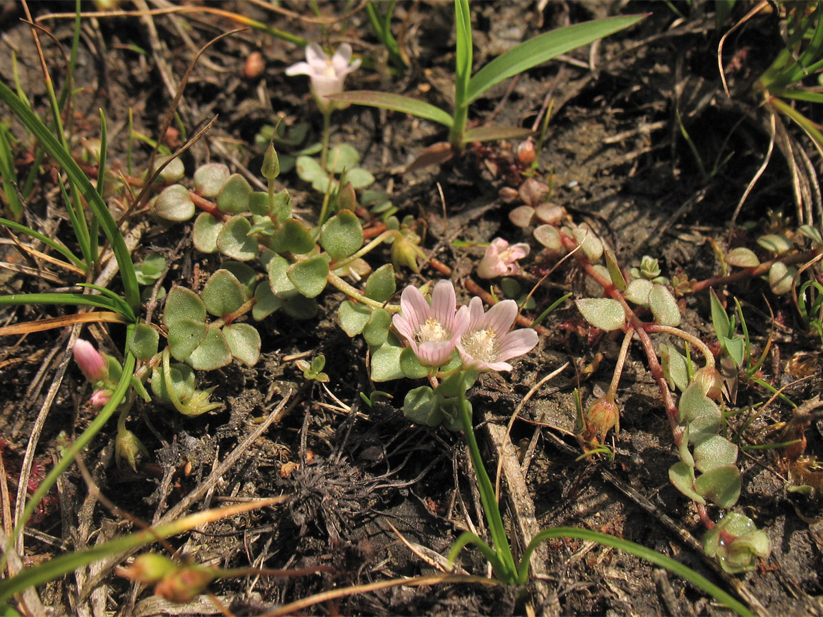 Изображение особи Anagallis tenella.