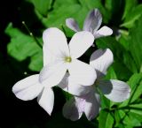 Cardamine quinquefolia. Цветки (белая форма). Узбекистан, г. Ташкент, Ботанический сад им. Ф.Н.Русанова. 24.03.2019.