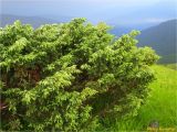 Juniperus sibirica. Вегетирующее растение. Украина, Ивано-Франковская обл., Украинские Карпаты, хребет Черногора, склон горы Пожежевская, 1800 м н.у.м., субальпийский луг. 27.06.2019.