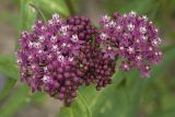 Asclepias incarnata. Соцветия с цветками и бутонами. Костромская обл., Судиславский р-н, дер. Антипино, в культуре. 17.07.2019.