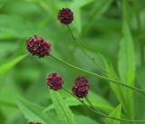 Sanguisorba officinalis. Соцветия. Московская обл., Раменский р-н, окр. дер. Хрипань, садовый участок. 14.08.2019.