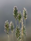 Agropyron badamense