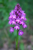 Anacamptis pyramidalis