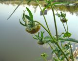 Bidens cernua