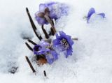 Hepatica nobilis