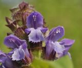 Prunella japonica