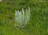 Helichrysum sanguineum